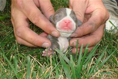 American Pit Bull Puppies for Sale